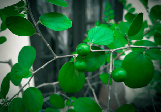 Green exotic plants and their fruit