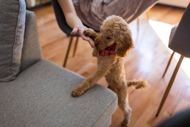 istock Miniature red poodle playing with it's owner 1430359242