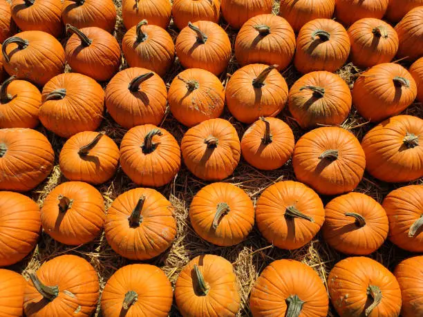 Photo of Pumpkins orange background.