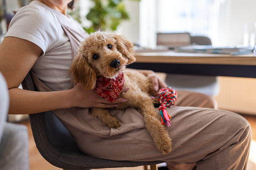 A miniature red poodle in it's owner's lap in a living room