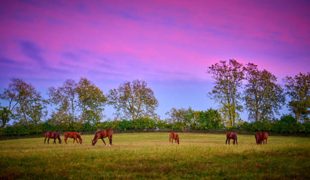 istock Thoroughbred horses grazing with colorful evening clouds. 1430360853