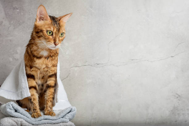 istock Bengal cat in a towel after bathing. 1430362874