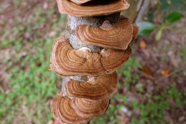 grzyby, które rosną na kłodach w lesie - orange mushroom asia brown zdjęcia i obrazy z banku zdjęć