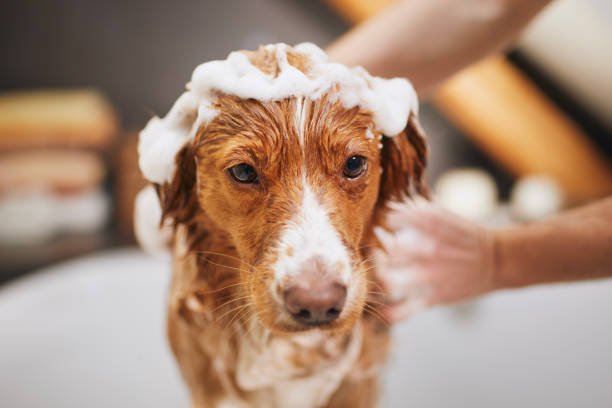 istock Dog taking bath at home 1430364284