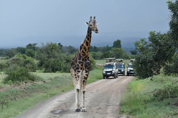istock Giraffe on the road during safari 1430365519