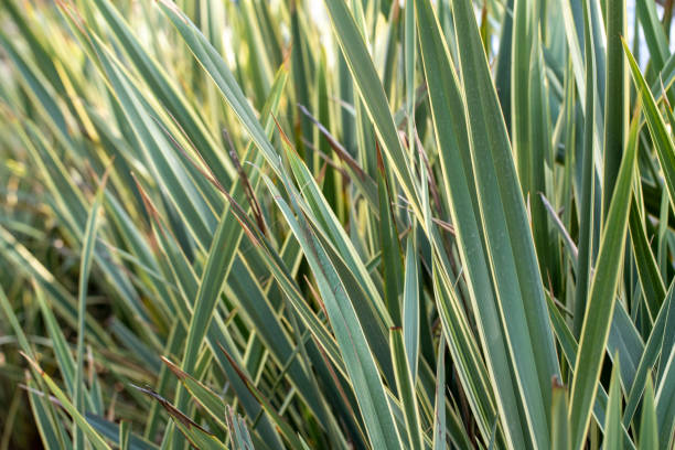 istock Green leaves pattern background, Natural background and wallpaper 1430365625