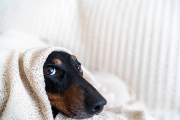 A dachshund under a blanket getting cold stock photo