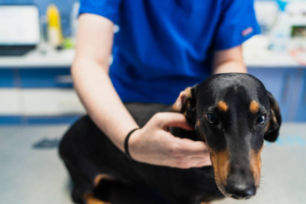 Dachshund in a veterinary clinic.