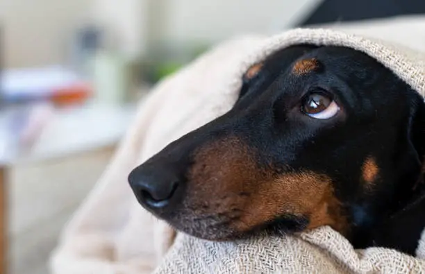 A dachshund under a blanket getting cold