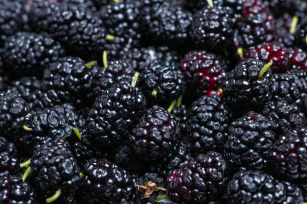 istock Mulberry background. Fresh Mulberrys top view. Black Berries wide Backdrop 1430369080