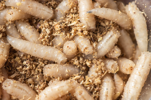Macro maggots in a container, fish bait fishing