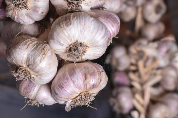 istock Harvested garlic hanging in bundles to dry 1430371301