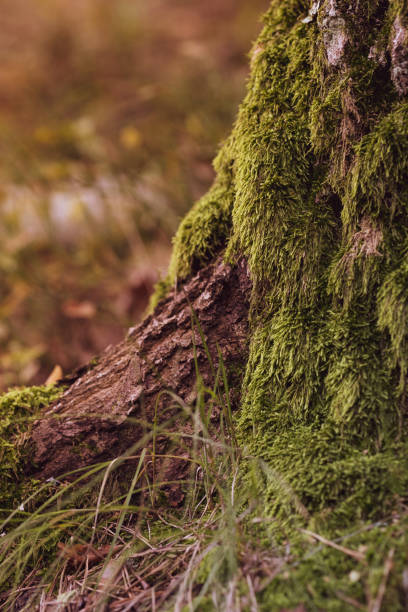 istock Stump in the autumn forest 1430371401