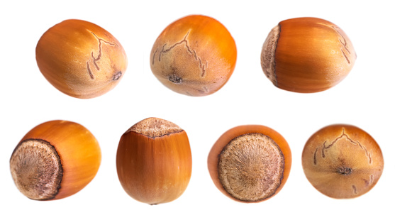 Collection Hazelnut isolated on white background, full depth of field.