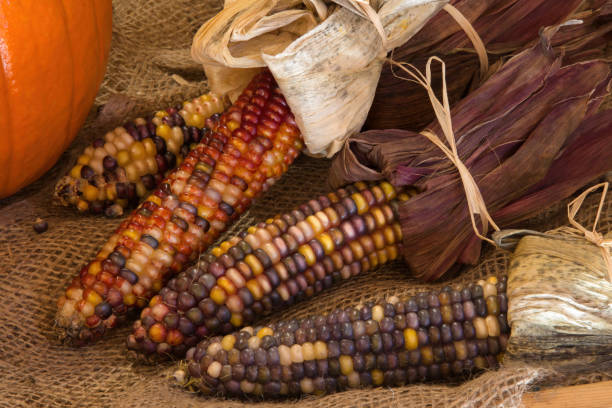 옥수수 삼베 가방에 말린 옥수수 건조 유기농 채식 음식 추수 감사절 - corn on the cob corn dry dried food 뉴스 사진 이미지