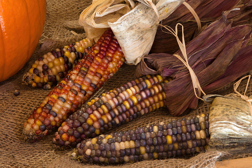 corn cob dried grain agriculture burlap bag traditional natural ingredient