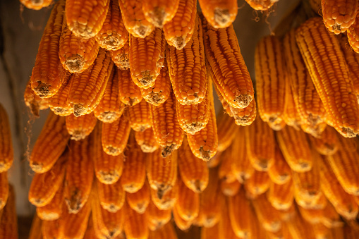 Dried corn hang on ceiling wooden pavilion after date of harvest corn on a fall morning in Mu Cang Chai town, Yen Bai, Vietnam. Travel concept. Selective focus