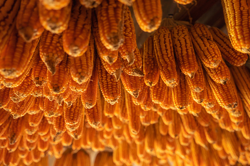Dried corn hang on ceiling wooden pavilion after date of harvest corn on a fall morning in Mu Cang Chai town, Yen Bai, Vietnam. Travel concept. Selective focus