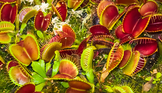 A grouping of several Venus Fly Traps awaiting unsuspecting insects.