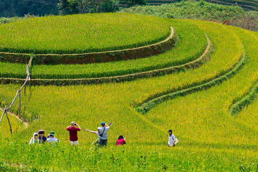 Yen Bai province, Vietnam - 23 Sep 2022: view of tourists and local people in golden rice terraces at Mu cang chai town near Sapa city, north of Vietnam. Travel and landscape concept.