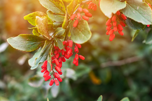 Barberry. Beautiful barberry in the garden. Berries of barberry. Photo background with barberry with fruits