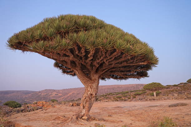 kuvapankkikuvat ja rojaltivapaat kuvat aiheesta lohikäärmepuu - dracaena cinnabari - lohikäärmeen verta - socotra dragon tree