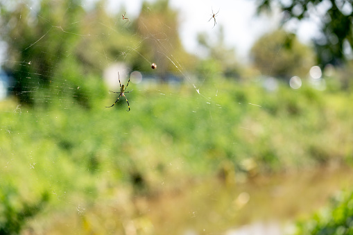 A black and yellow garden spider weaves its web patiently on the edge of a field.