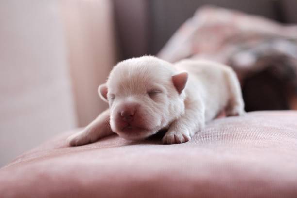 istock a newborn white puppy is lying on its stomach on a pink sofa 1430375324