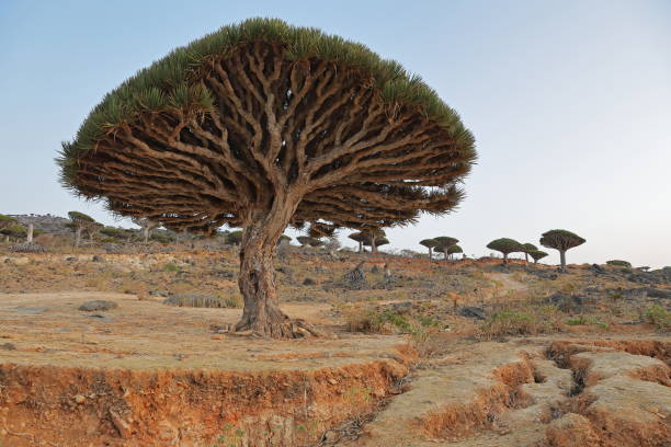 istock Dragon tree - Dracaena cinnabari - Dragon's blood 1430375377