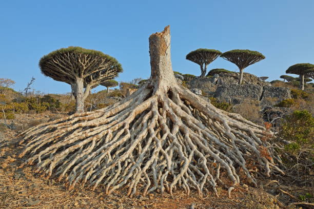 kuvapankkikuvat ja rojaltivapaat kuvat aiheesta kuolleen lohikäärmepuun katos - dracaena cinnabari - socotra dragon tree