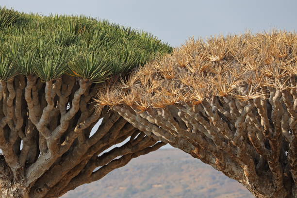 kuvapankkikuvat ja rojaltivapaat kuvat aiheesta kuolleen lohikäärmepuun katos - socotra dragon tree