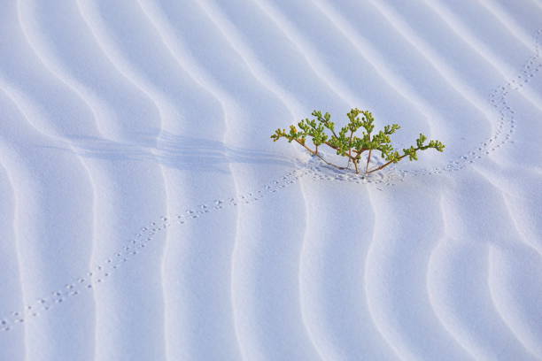 Tender green shot on the white sand desert - Socotra island