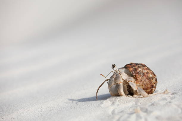 istock Hermit crab carry on the white coral sand 1430379616