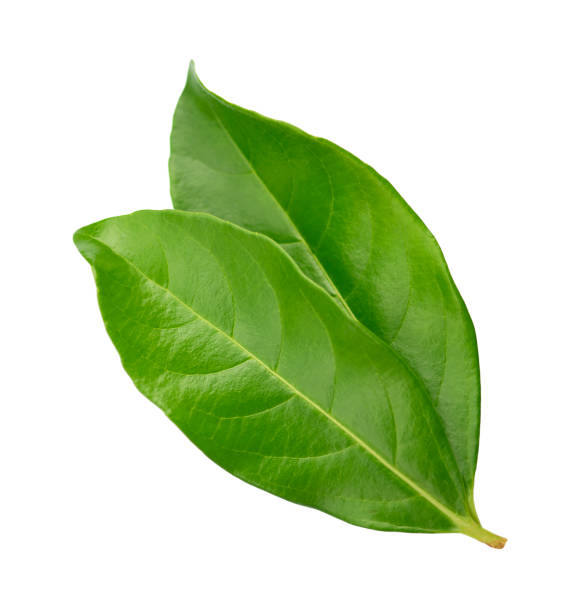 istock Two green leaves close up isolated on white background. 1430382520