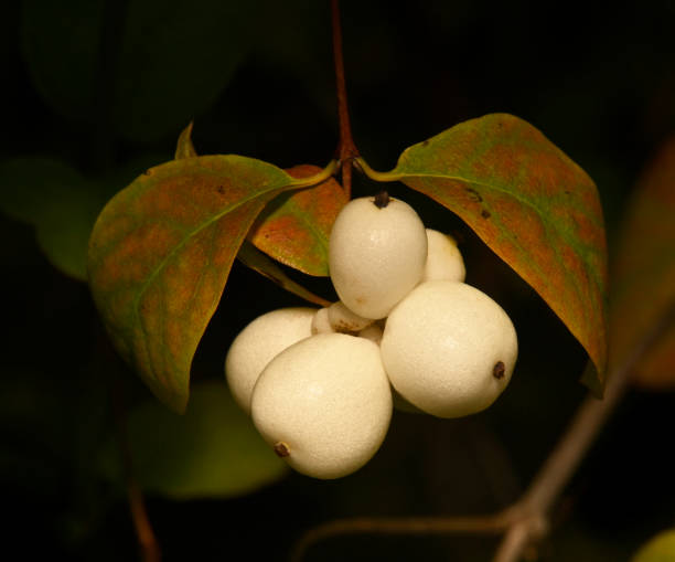 istock Common Snowberry, Symphoricarpos albus. 1430387305