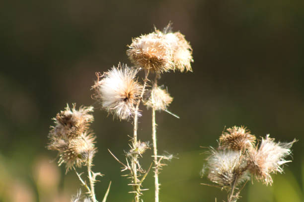 Close-up of fluffy spiny plumeless thistle seeds with blurred background