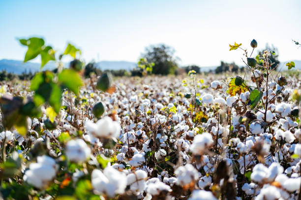istock Cotton Plants in the Field 1430387987