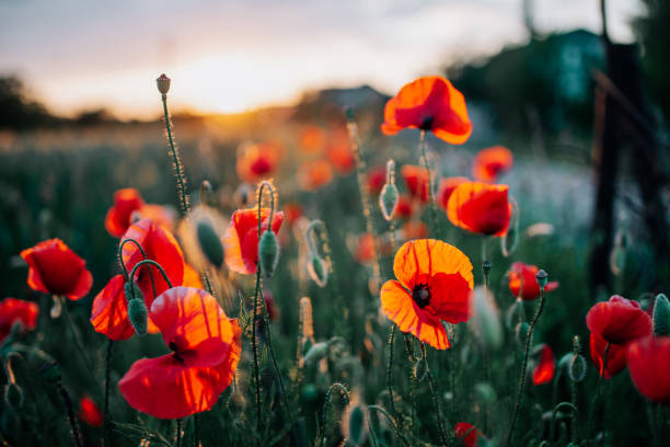 istock Sunset on the summer field 1430388379