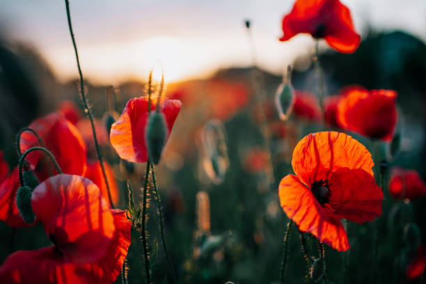 istock Sunset on the summer field 1430388383