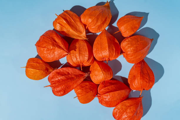 kap stachelbeere physalis frucht gemahlene kirsche bio-lebensmittel gemüse auf blauem hintergrund - orange frucht grafiken stock-fotos und bilder