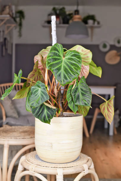 istock Topical 'Philodendron Verrucosum' houseplant 1430389763
