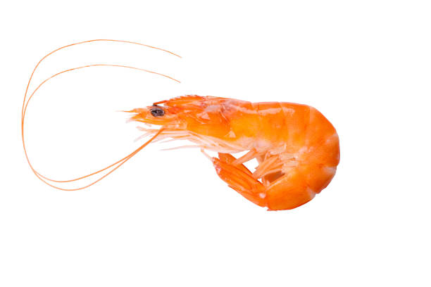 gamberi freschi - prepared shrimp prawn seafood salad foto e immagini stock