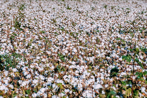 North Louisiana cotton field with crop ready for harvesting