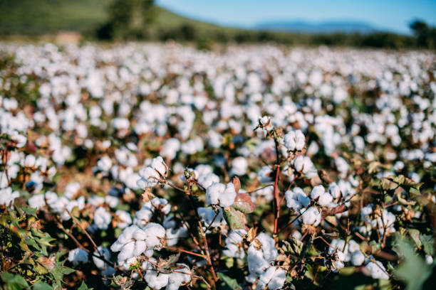 istock Cotton Field Ready for Harvest 1430390729