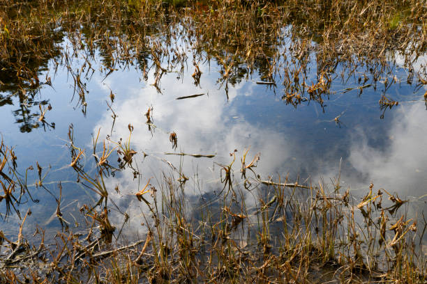 istock Autumn clouds reflected on the water surface of the marsh 1430391480