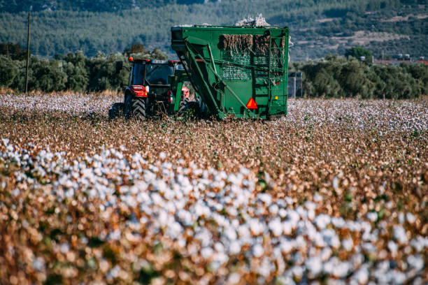 istock Tractor Harvesting in Cotton Field 1430391877
