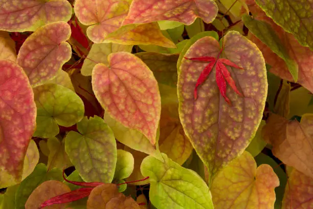 Photo of Closeup of beautiful patterns and vibrant colors of epimedium (also known as barrenwort, bishop's hat, fairy wings, horny goat weed, or yin yang huo) leaves in autumn