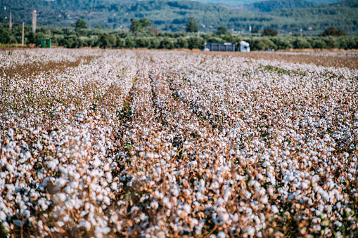 cotton ready for harvest in West Texas