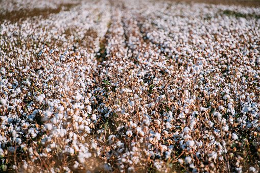Cotton Plants in the Field