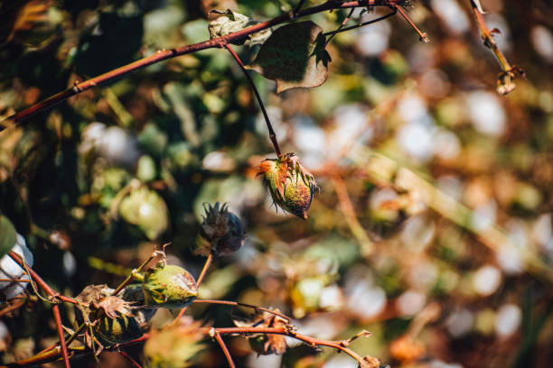 Cotton Plants in the Field